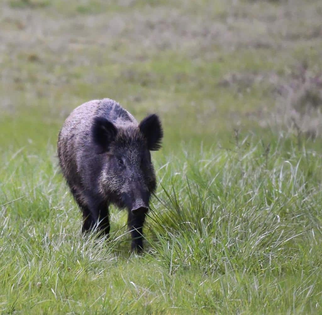 Montería en Las Pozuelas.