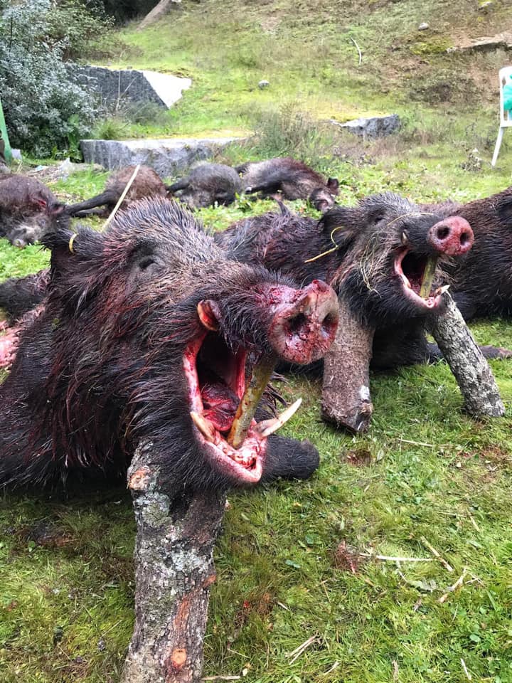 Montería en Señorío de La Granja