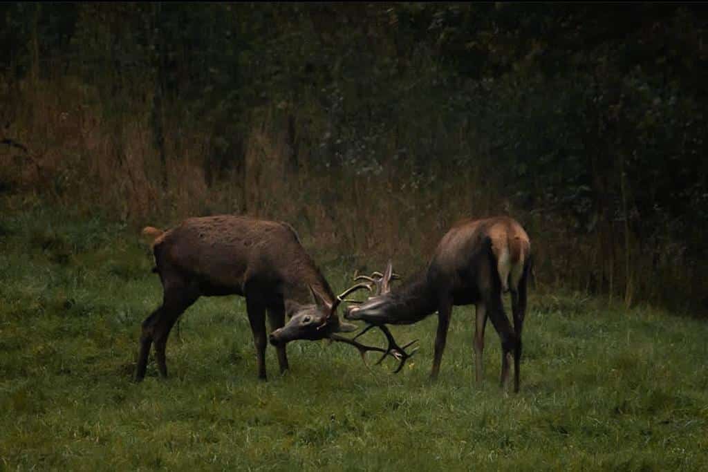 Montería en la Víbora