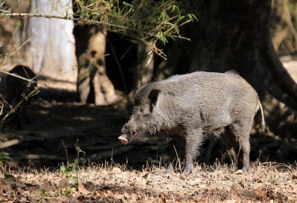 Montería en La Muela