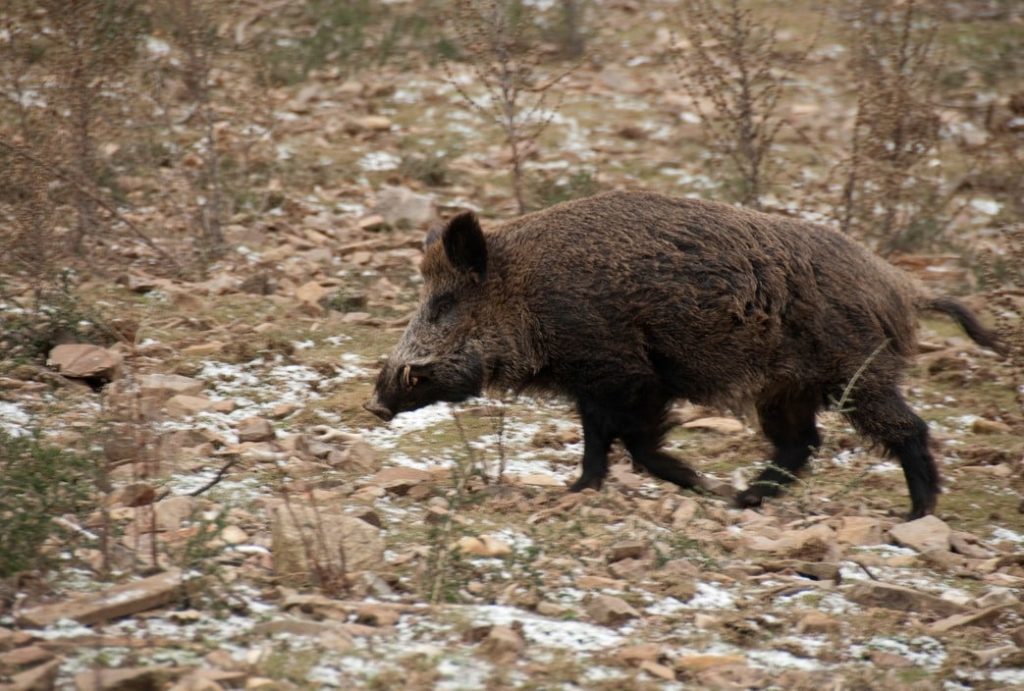 Montería en La Pedrera