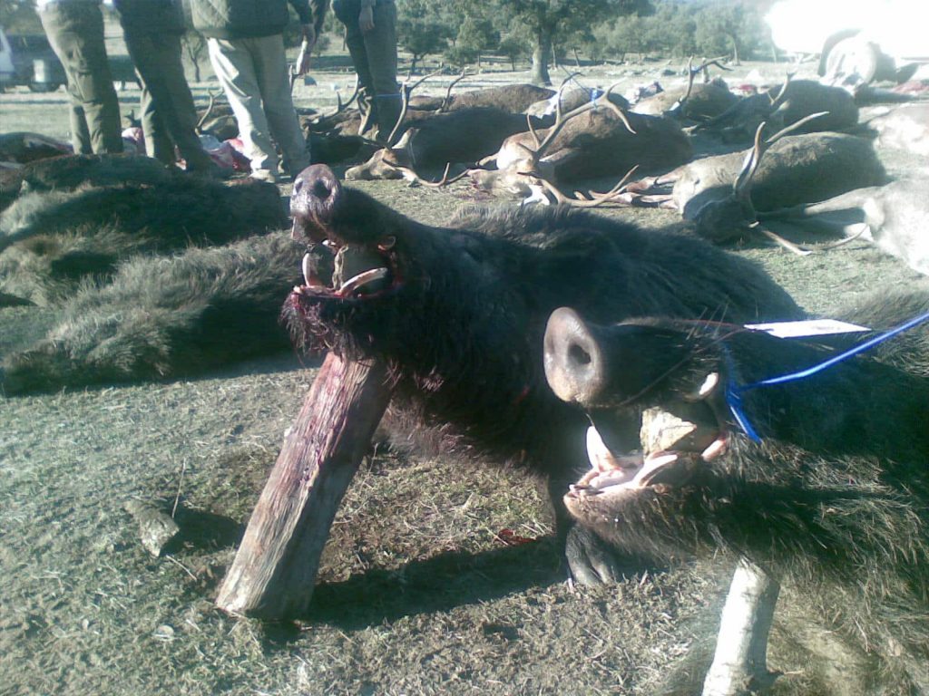 Montería en Valgordo