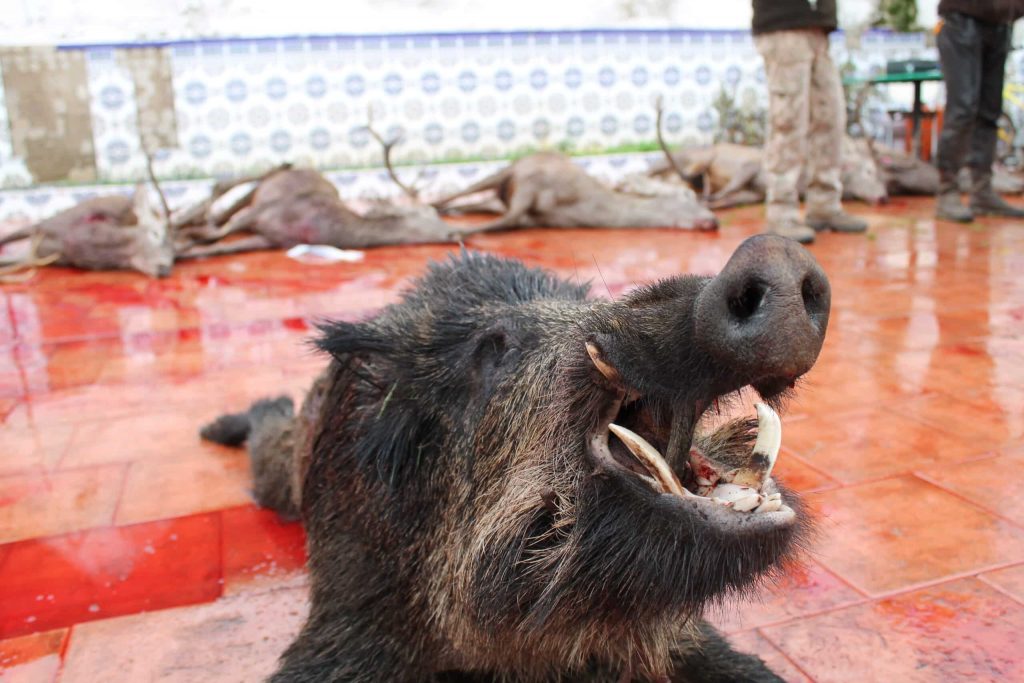 Montería en Solana De Peñaquemada