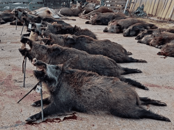 Montería en Cabrahigos I.