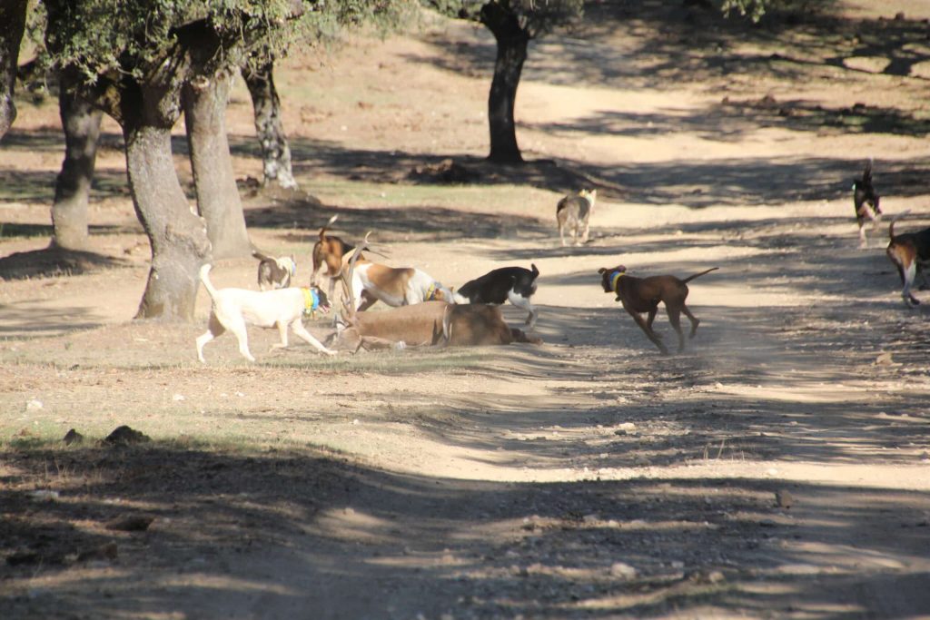 Montería en Los Lagares.