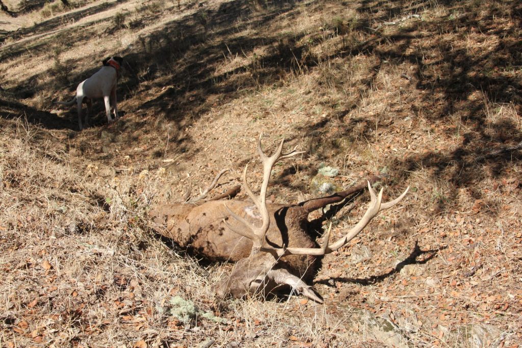 Montería en Chirivias