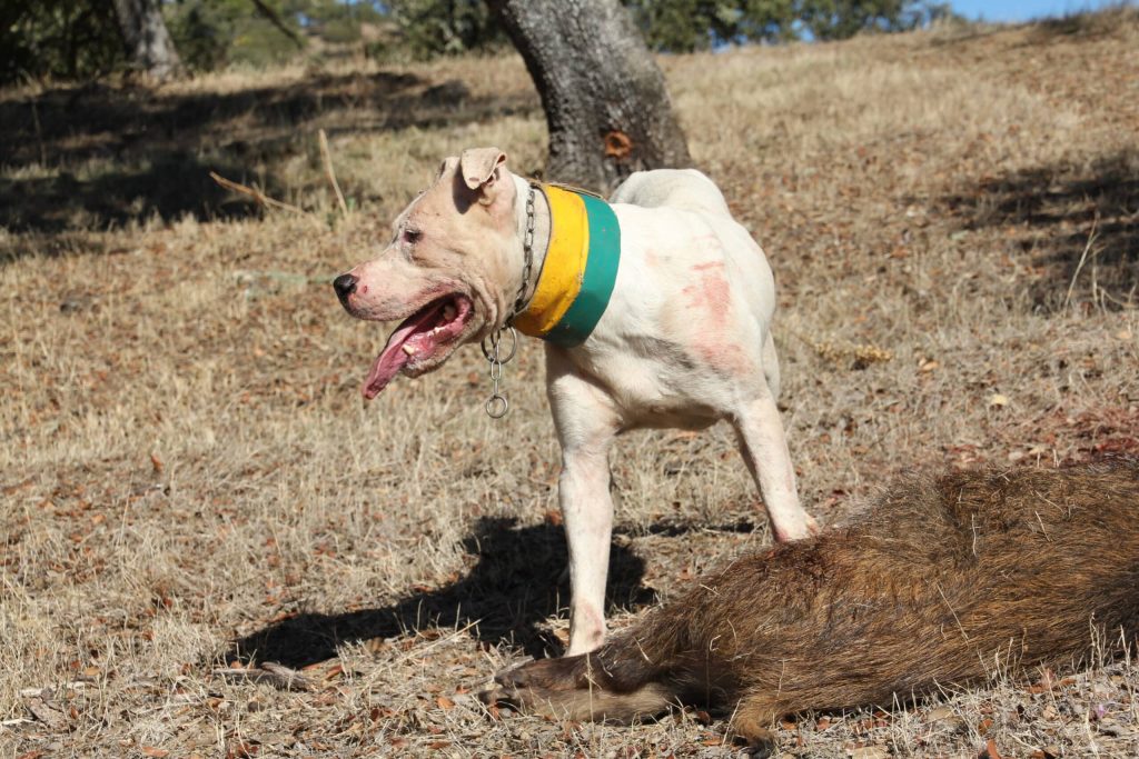 Montería en La Umbría.