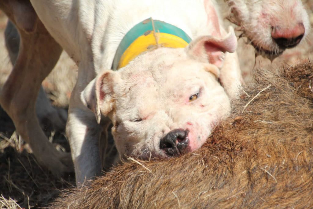 Montería en Chirivías.