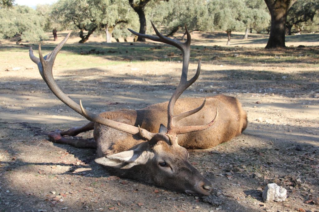 Montería en el Trujal II