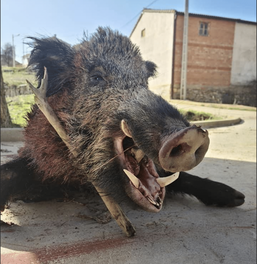 Montería en Tordellego
