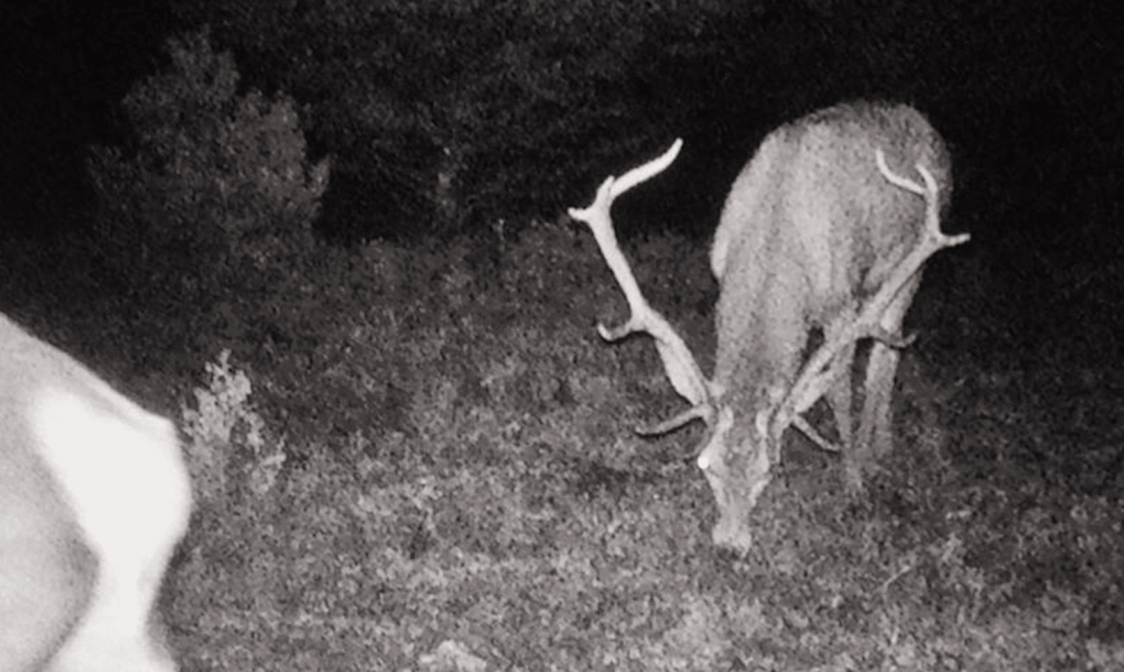 Montería en Torremocha