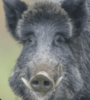 Montería en Los Vallejos