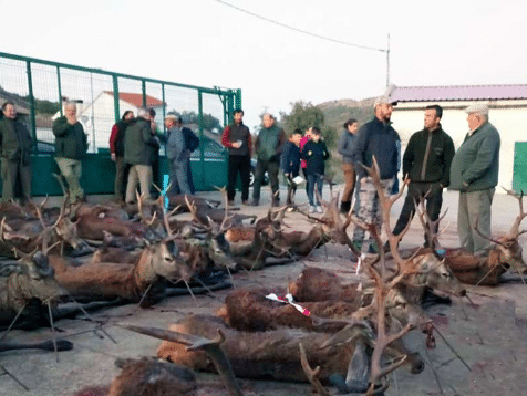 Montería en La Toledana