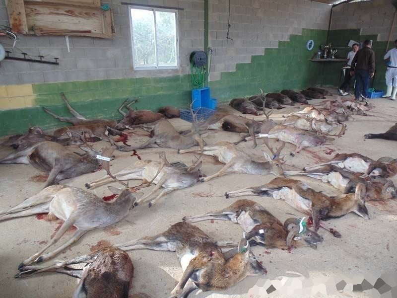 Montería en Los Riverillos