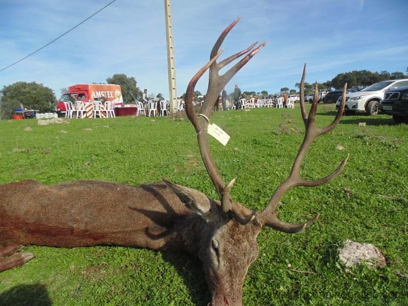 Montería en Pegamonal