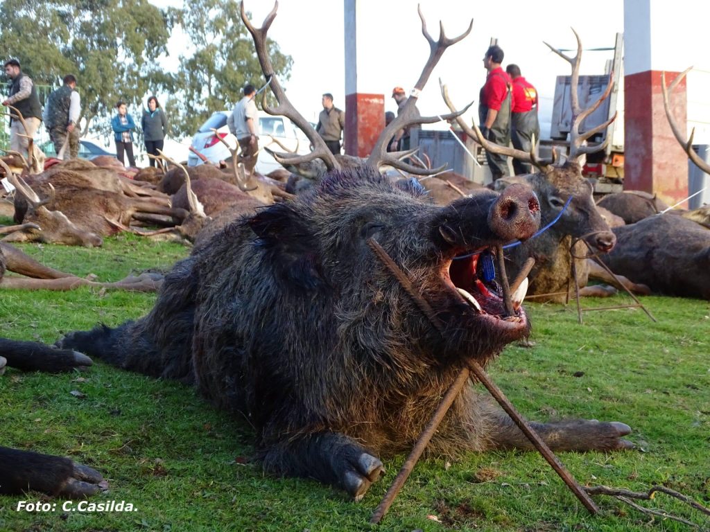 Montería en Escudera