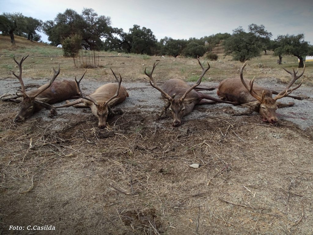 Montería en Valdelayegua