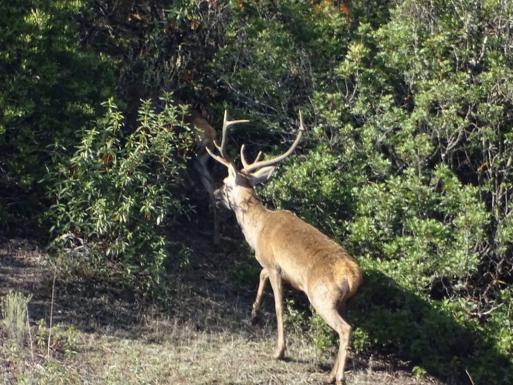 Montería en Mediacacha