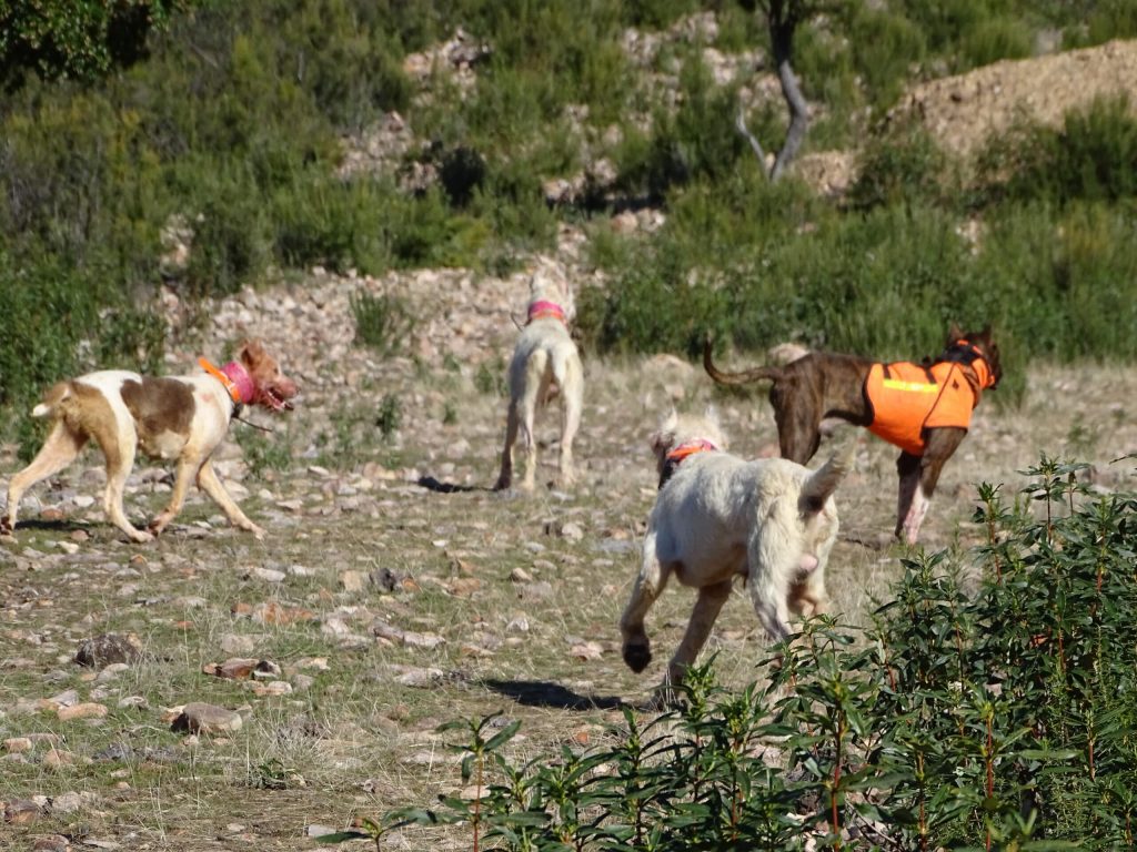 Montería en Cerro Parralejo