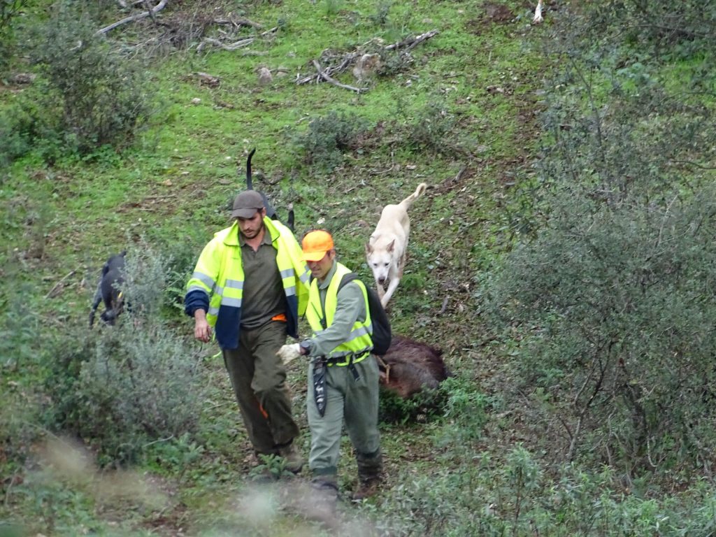 Montería en Cencerrilla