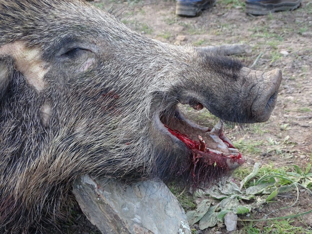 Montería en Loma de la Herrera