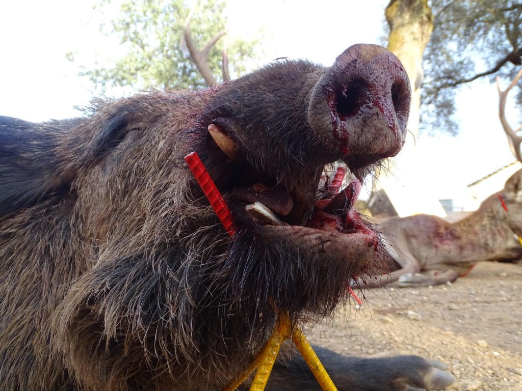 Montería en Cerro Gonzalo