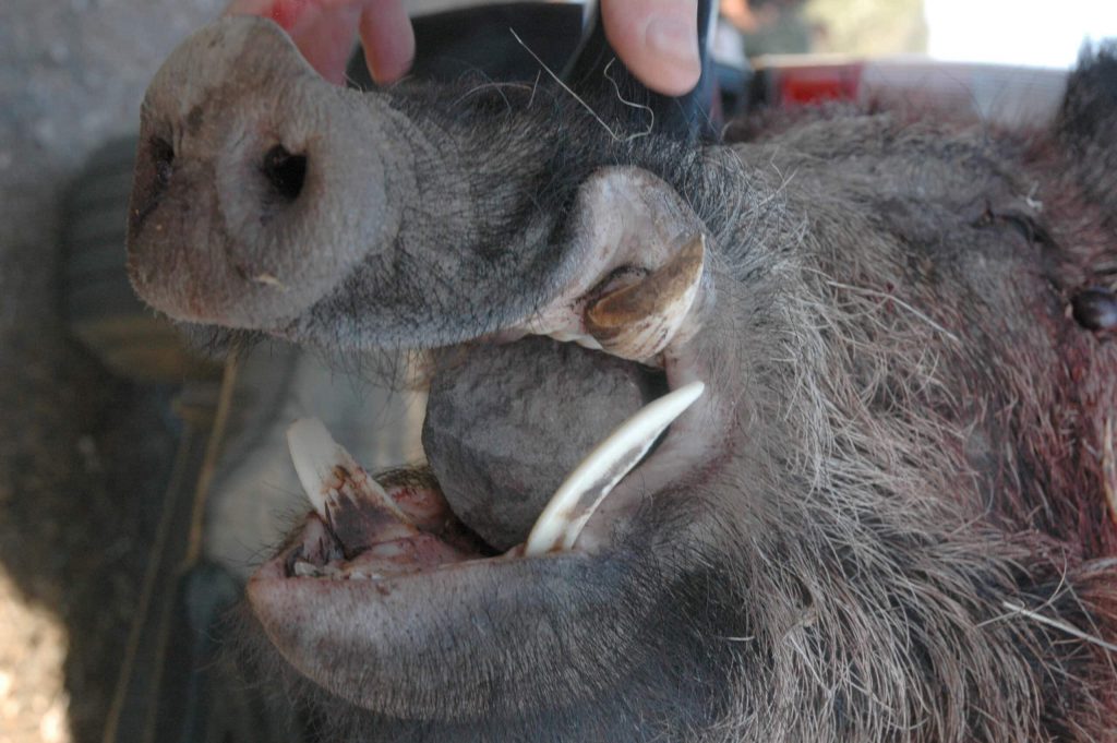 Montería en Mezquetillas