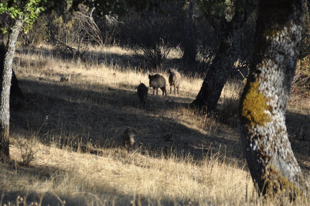 Montería en Semillas