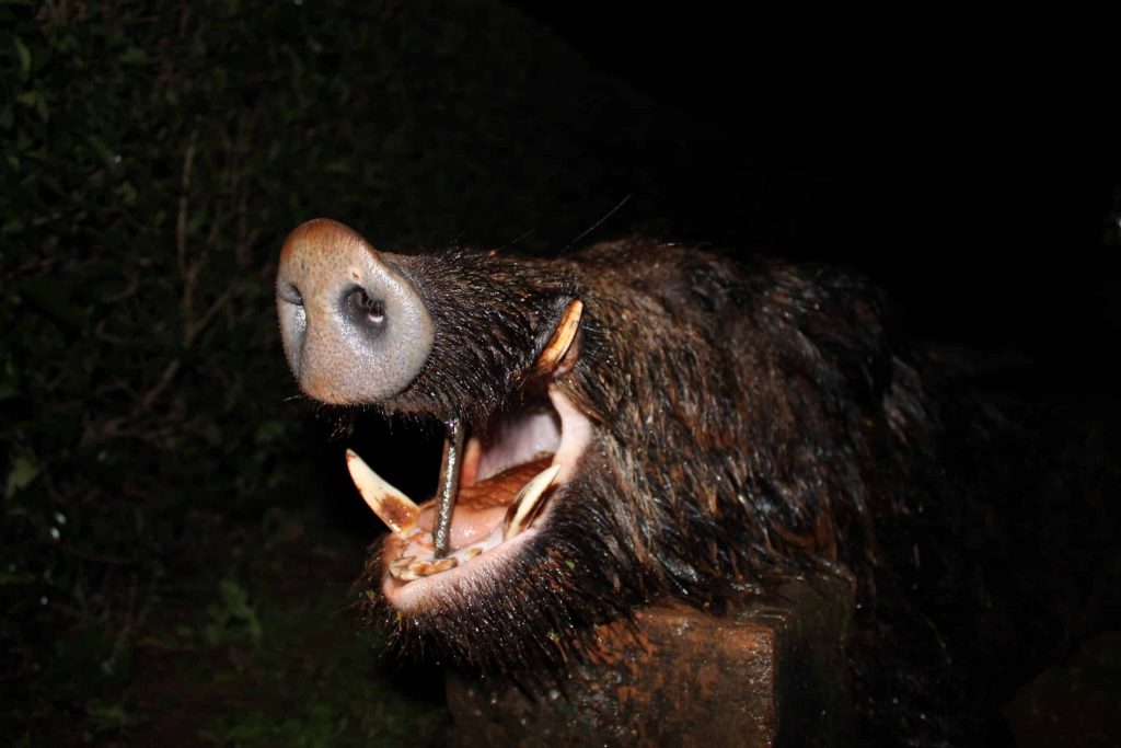 Montería en Sierra de San Mamés