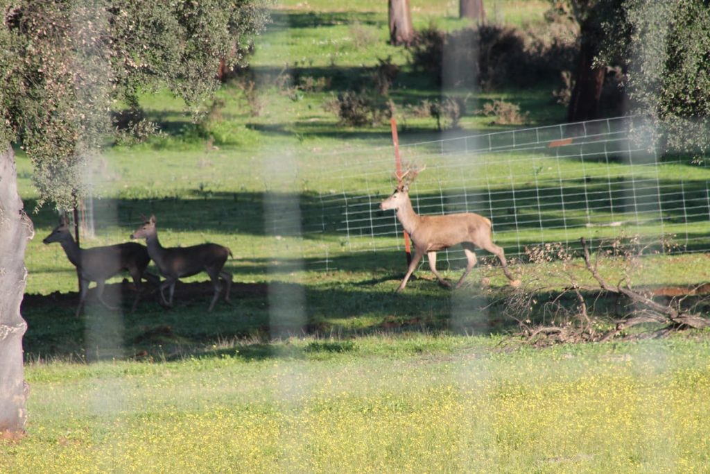 Montería en Terrias de arriba
