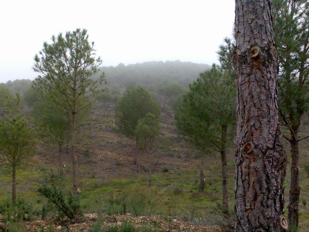 Montería en La Senda