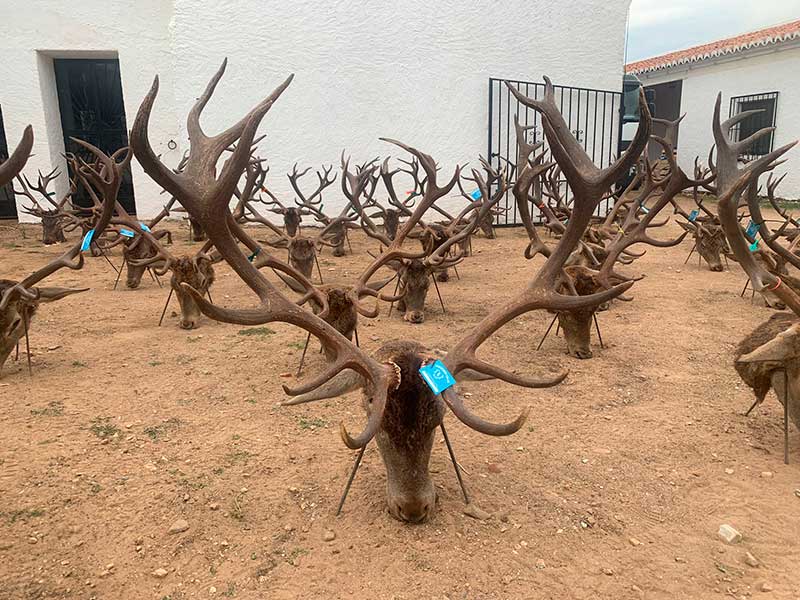 Montería en Valquejigoso