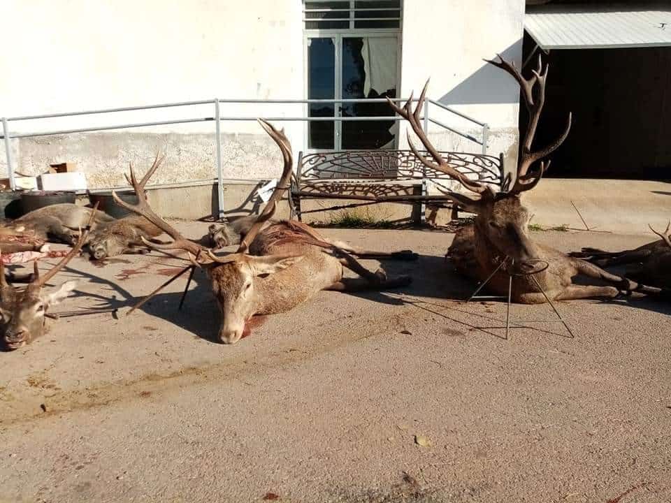Montería en Peñaflor