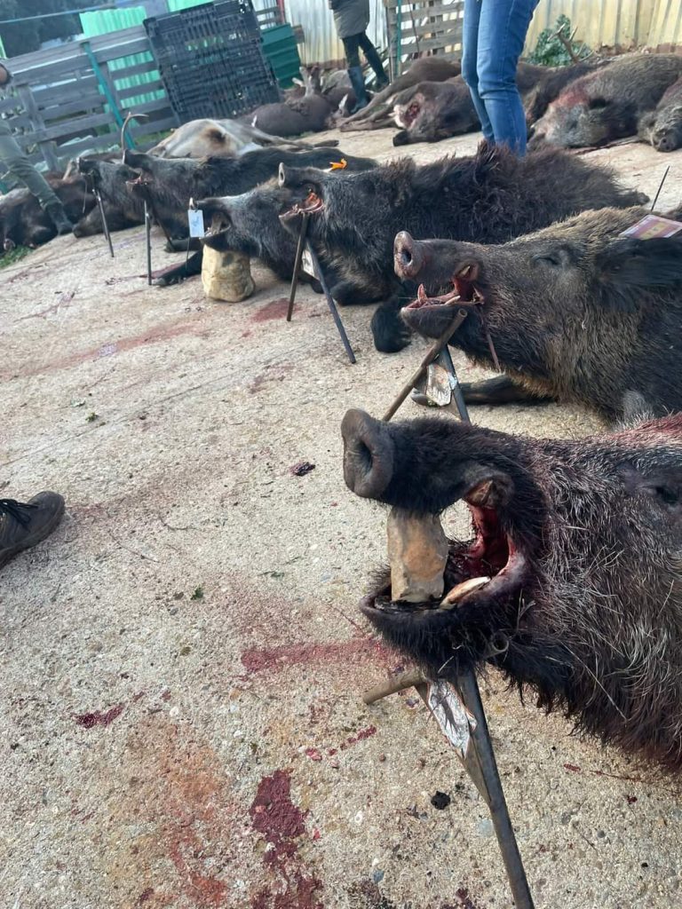 Montería en Cabrahigos II