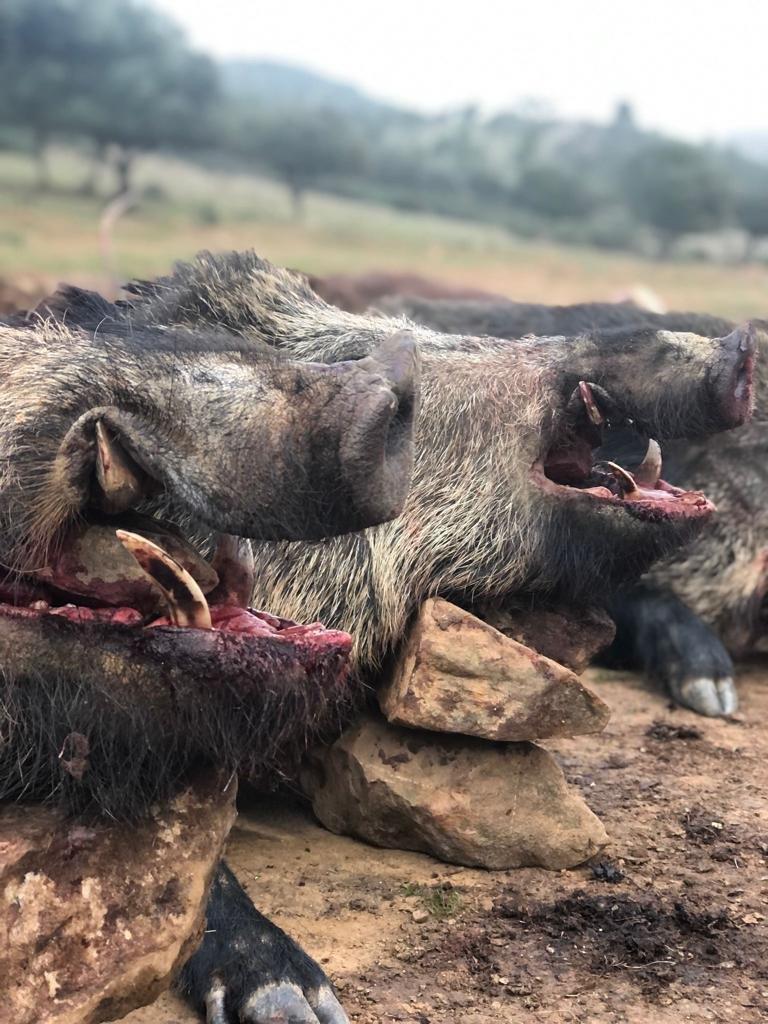 Montería en el Hontanar