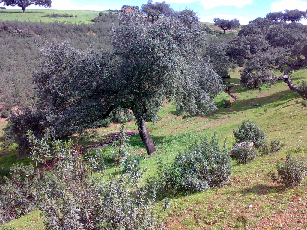 Montería en La Ramona