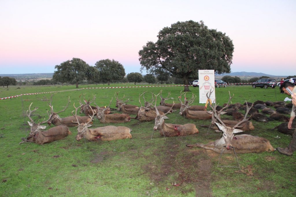 Montería en Zarzalejo