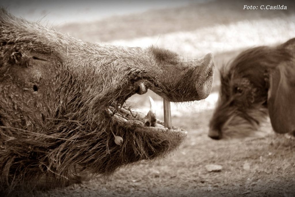 Montería en Casar De Elvira
