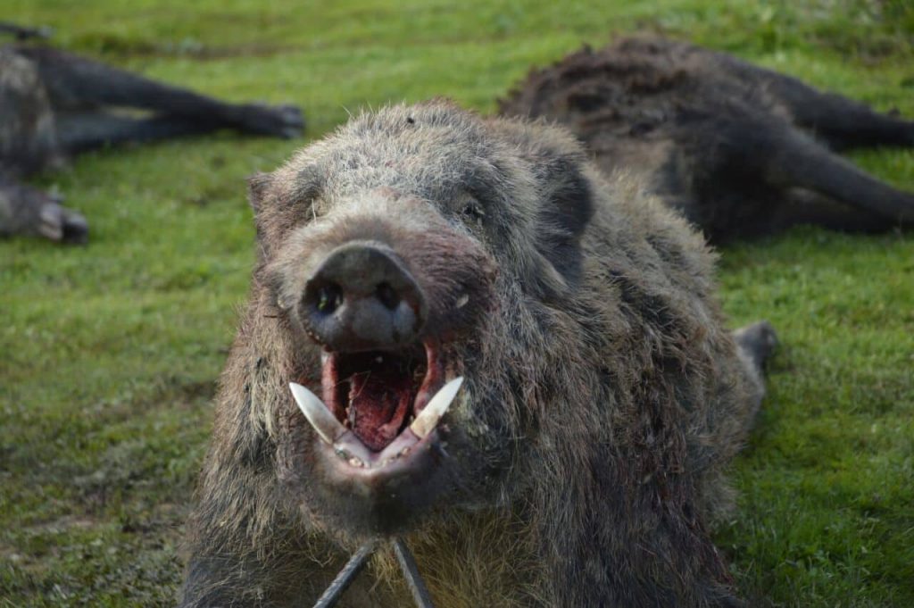 Montería en Montes de Granadilla.