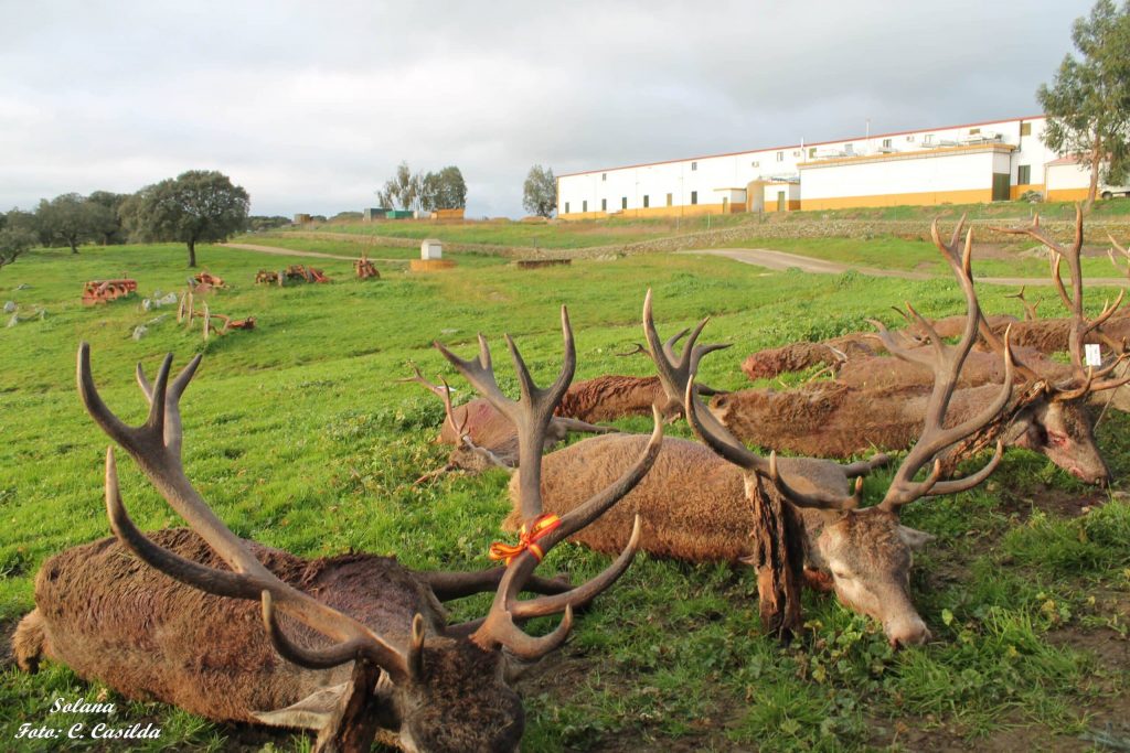 Montería en Dehesa de Solana.