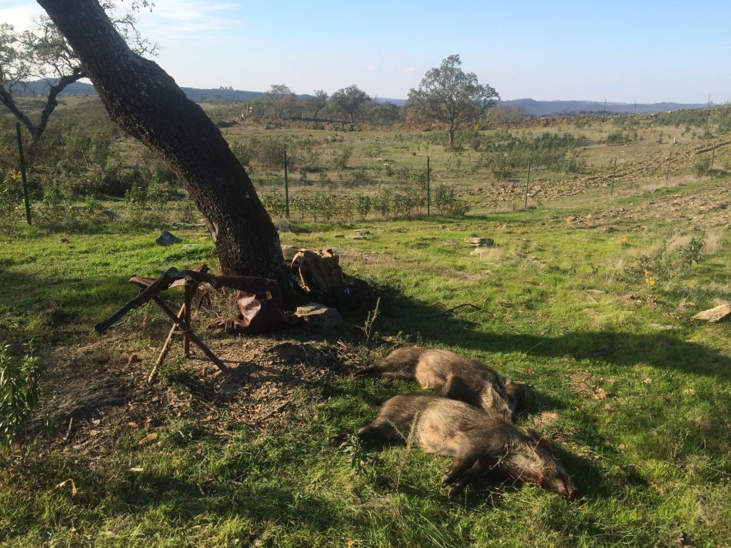 Montería en Pedrejon Bajo (El Tabaco)