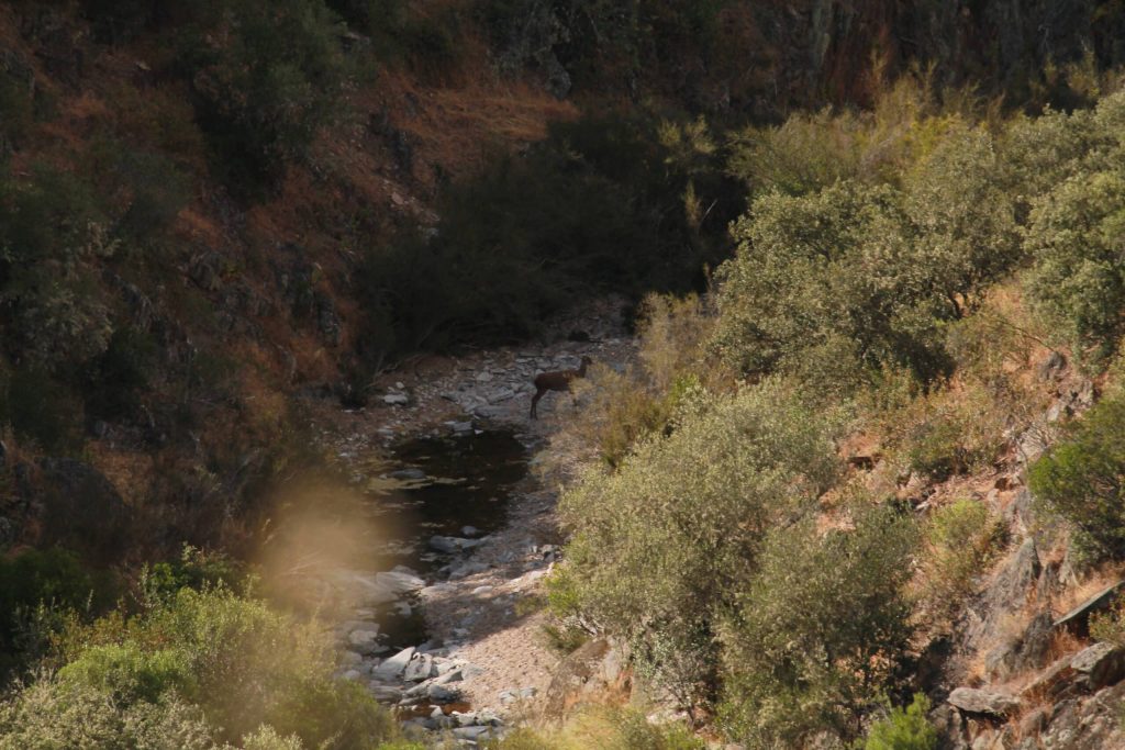 Montería en La Agapita