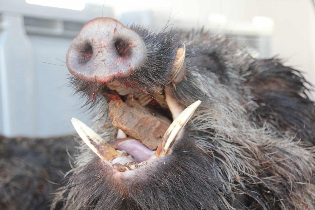 Montería en Las Mejicolas