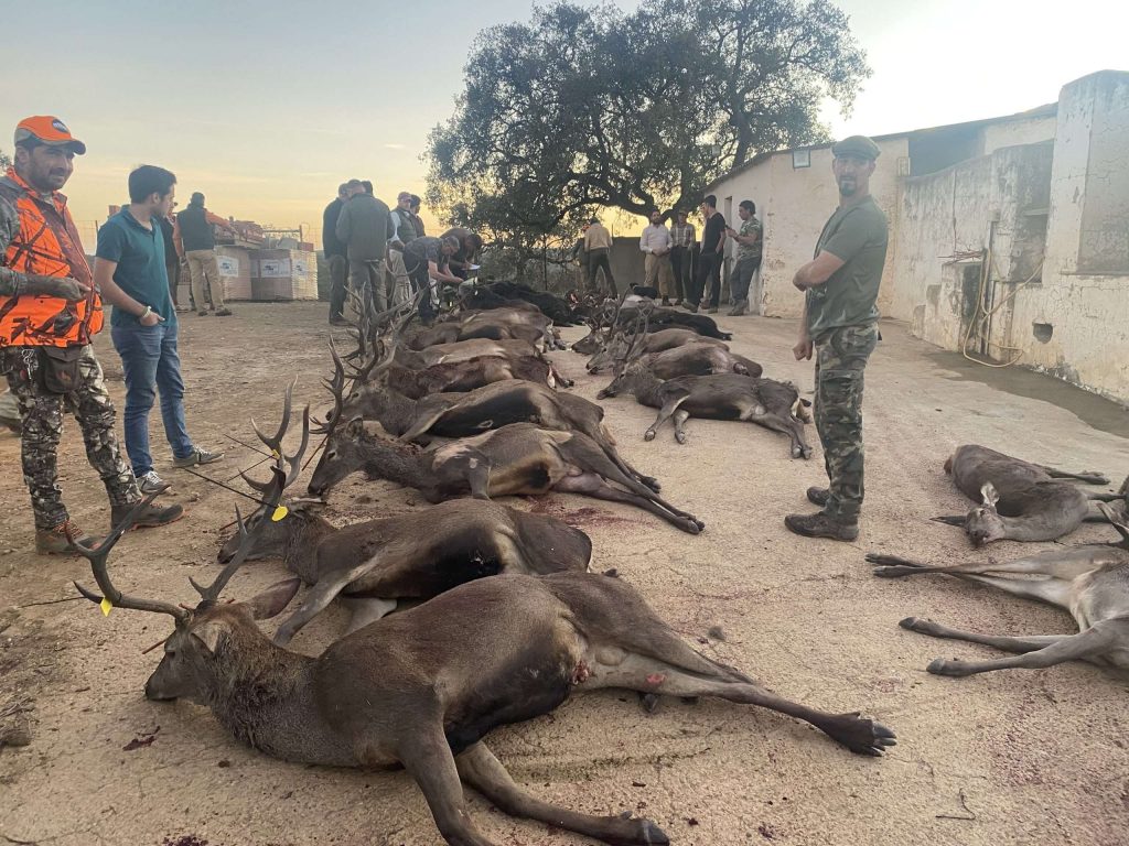 Montería en Santana