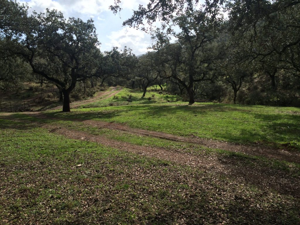 Montería en el Deheson de Ibañazos