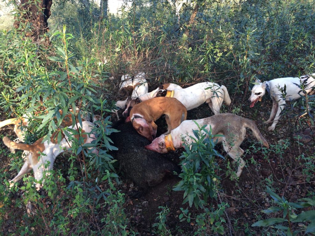Montería en Fuente Caliente