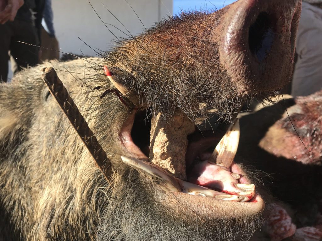 Montería en Cerroguadiano