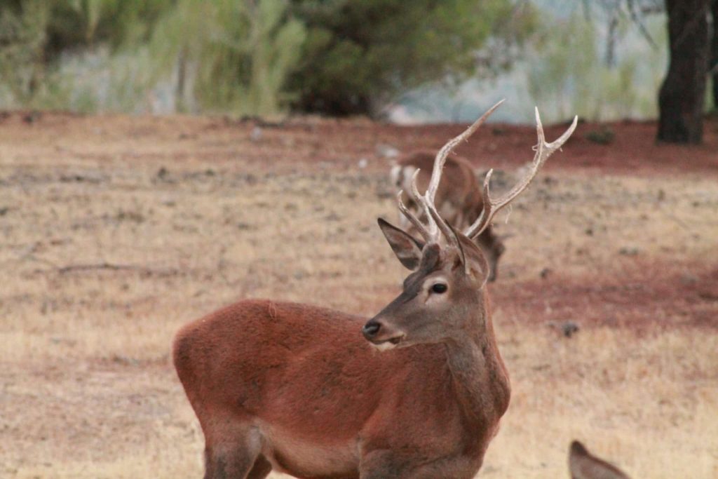 Montería en La Florida