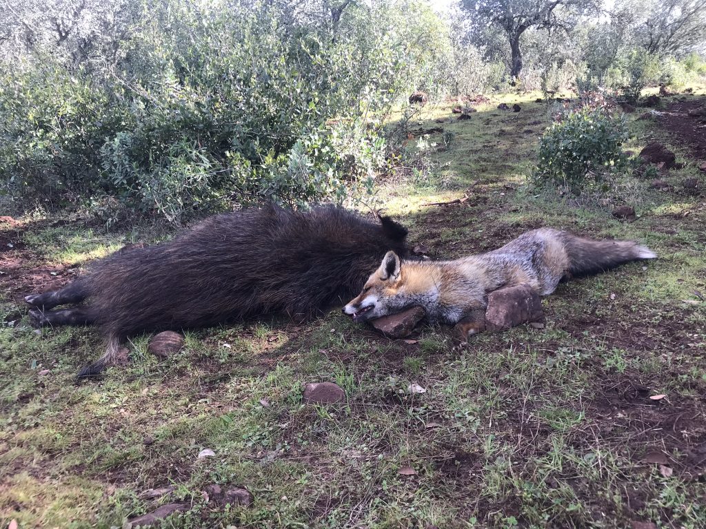 Montería en Ballesteros