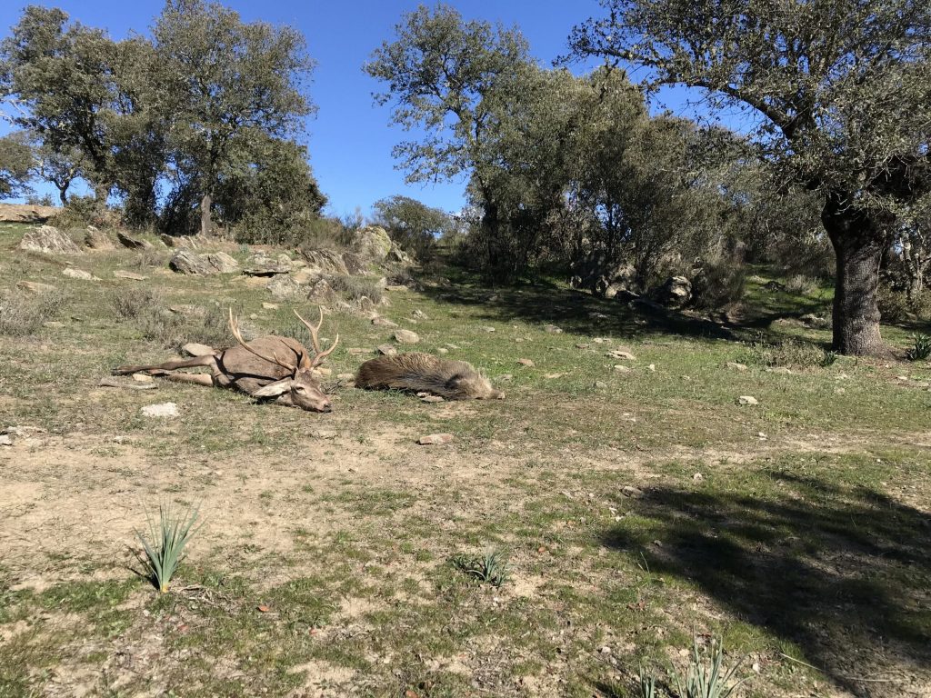 Montería en Los Morrones
